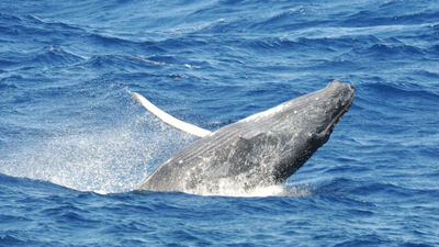 A humpback whale breaching. The Sea of Cortes also draws gray, finback and blue whales.
