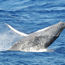 Winter whale-watching returns to Baja California Sur
