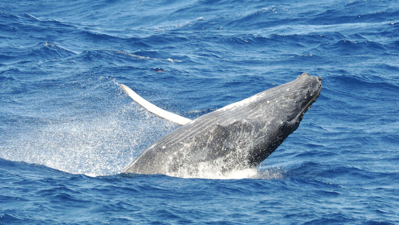 A humpback whale breaching. The Sea of Cortes also draws gray, finback and blue whales.