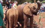 Baby elephants at the David Sheldrick Wildlife Trust in Nairobi.