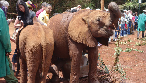 Baby elephants at the David Sheldrick Wildlife Trust in Nairobi.