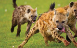 Hyenas on the run.