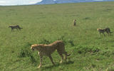 Cheetahs at the David Sheldrick Wildlife Trust in Nairobi.