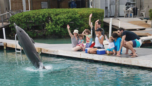 The Hawks Cay resort’s dolphin encounter program is touted as the only facility in the mainland U.S. that offers free public viewing of trained dolphins. The Hawks Cay resort’s dolphin encounter program is touted as the only facility in the mainland U.S. that offers free public viewing of trained dolphins.