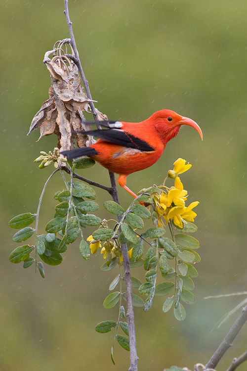 An endangered iiwi feeding on Mamane in Hawaii.