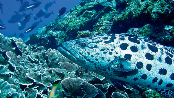 Diving at Mnemba atoll is a highlight at Matemwe Lodge. Diving at Mnemba atoll is a highlight at Matemwe Lodge.