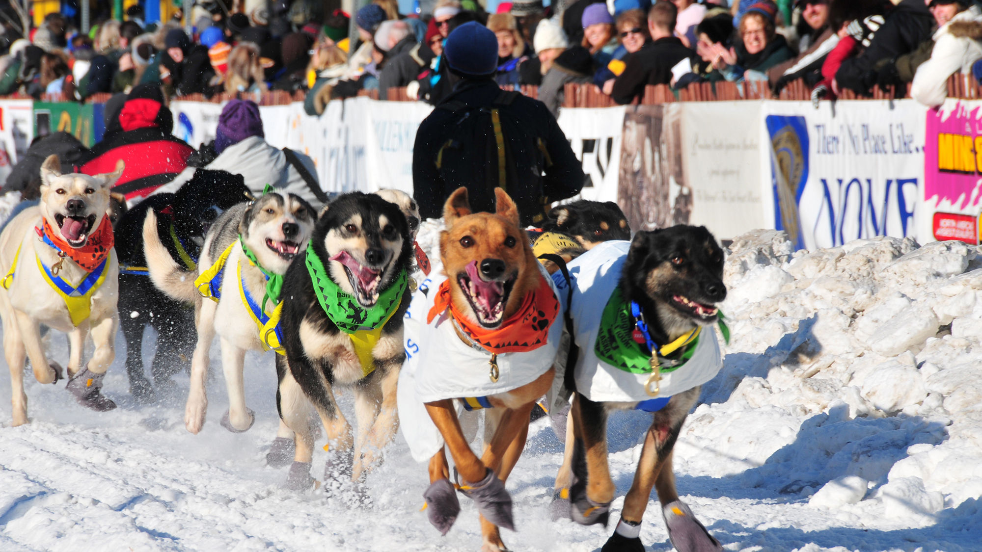 Thousands of people cram the streets of downtown Anchorage in early March for the ceremonial start of the Iditarod Trail Sled Dog Race.