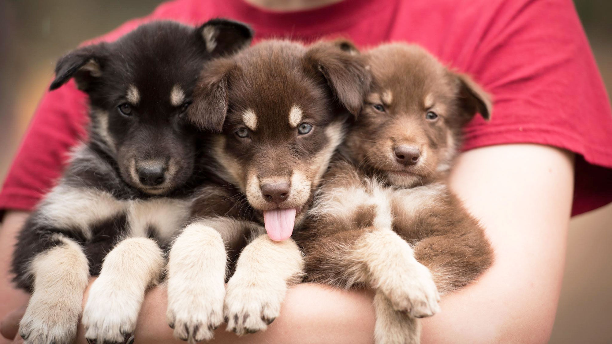 Sled dog pups coming aboard Princess ships in Alaska