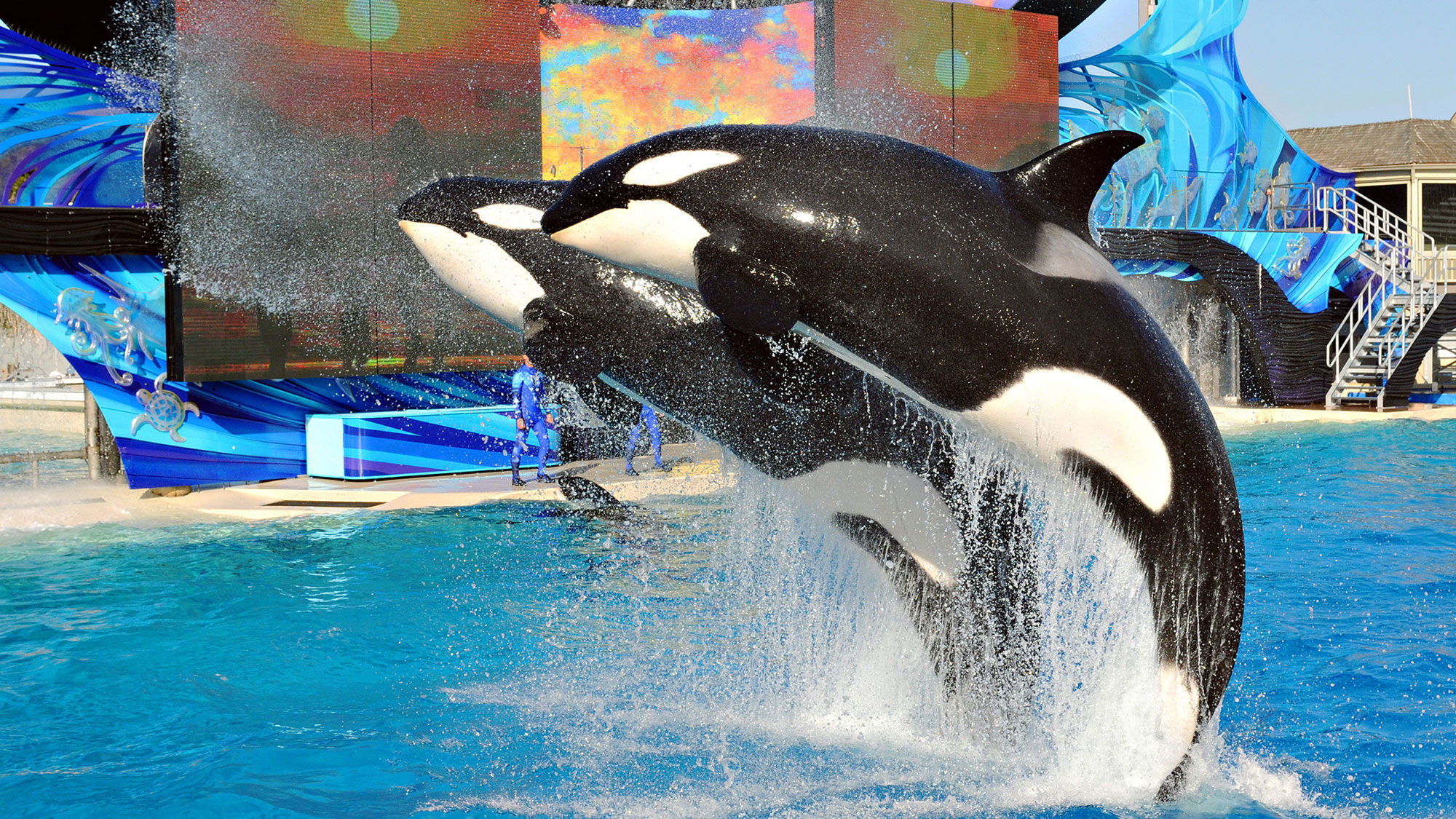 SeaWorld to end orca shows