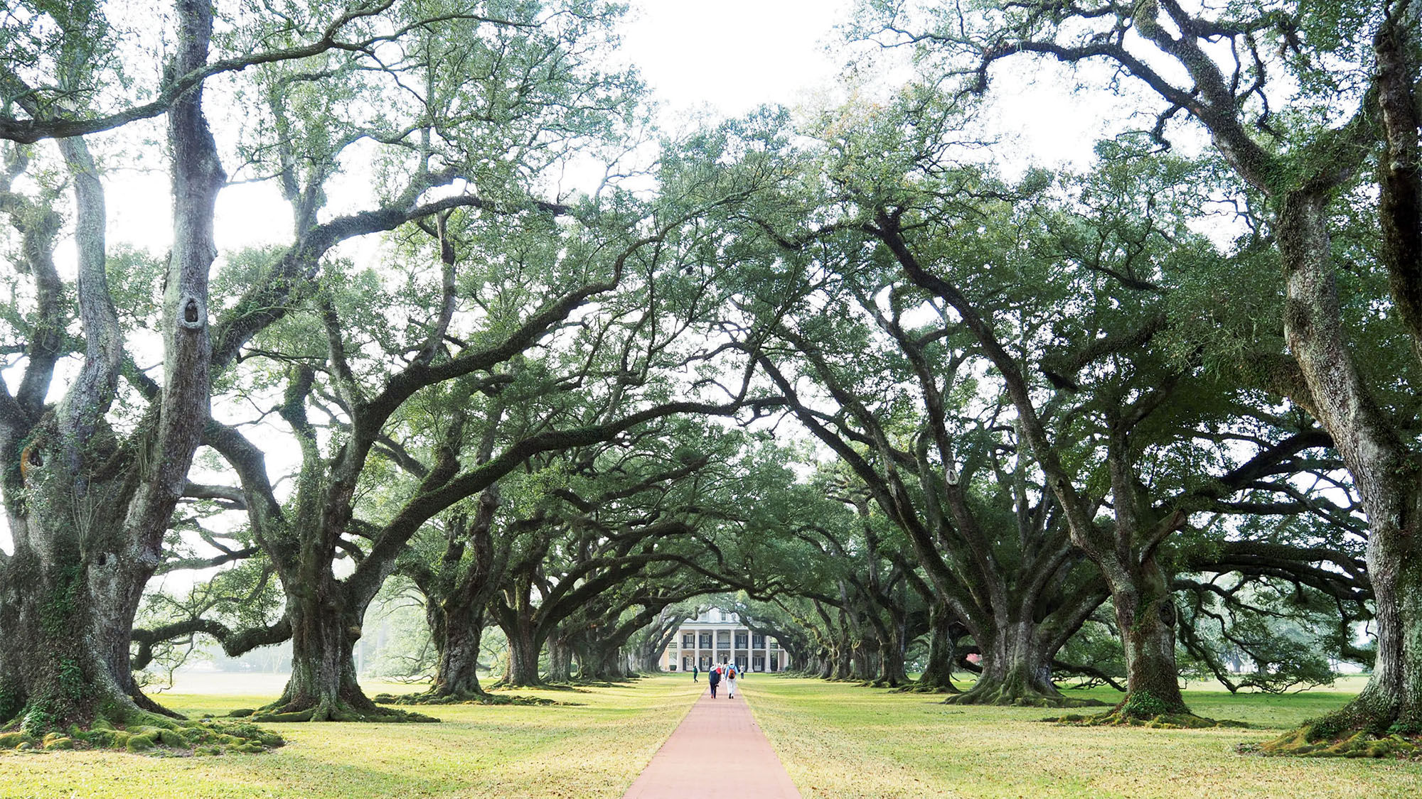 Louisiana’s famous Oak Alley Plantation is notable for its majestic row of oak trees leading to the mansion.