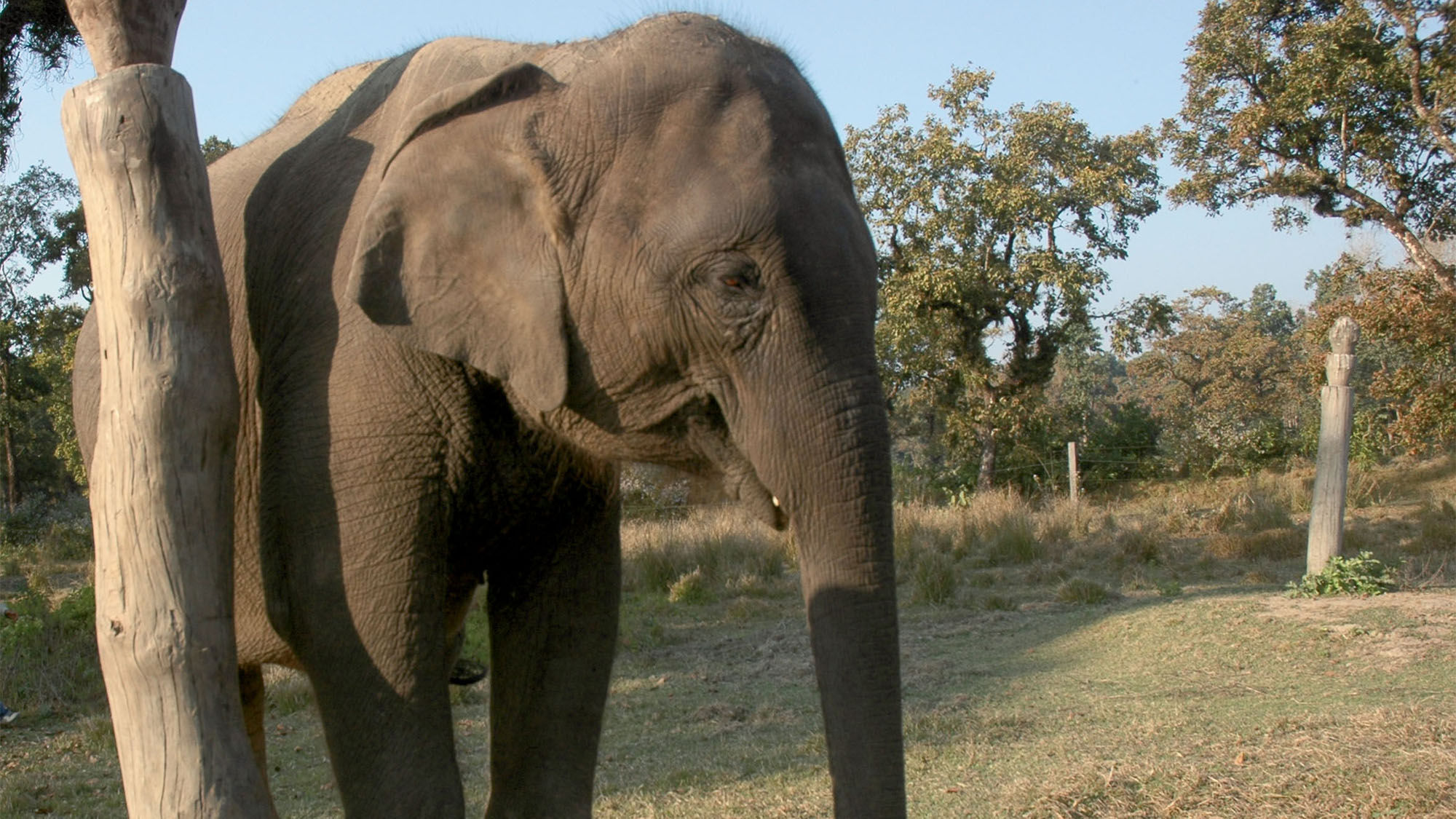 PETA, tour operators agree to eliminate elephant rides