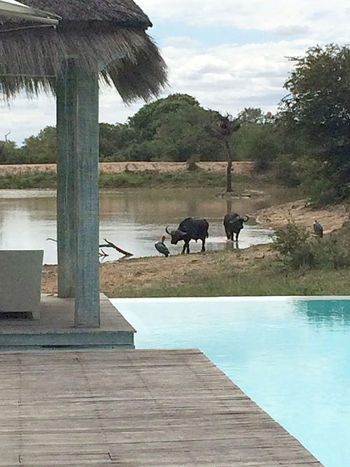 The view from the spa at Kapama Private Game Reserve in South Africa. The view from the spa at Kapama Private Game Reserve in South Africa.