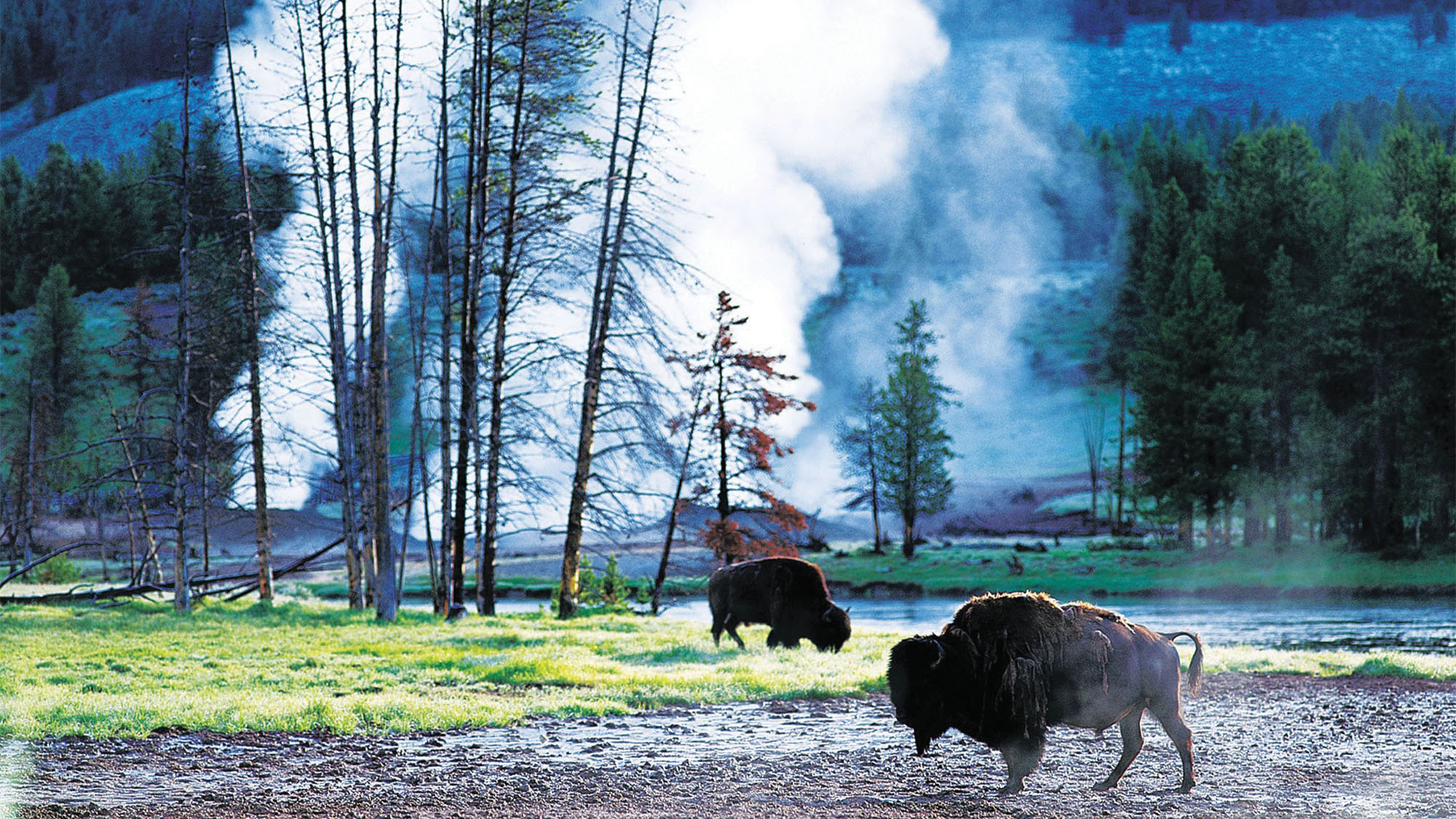 Bison roam near Old Faithful in Yellowstone National Park.