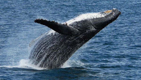 Humpback whales make their way back to Alaskan waters from Hawaii each spring. Humpback whales make their way back to Alaskan waters from Hawaii each spring.