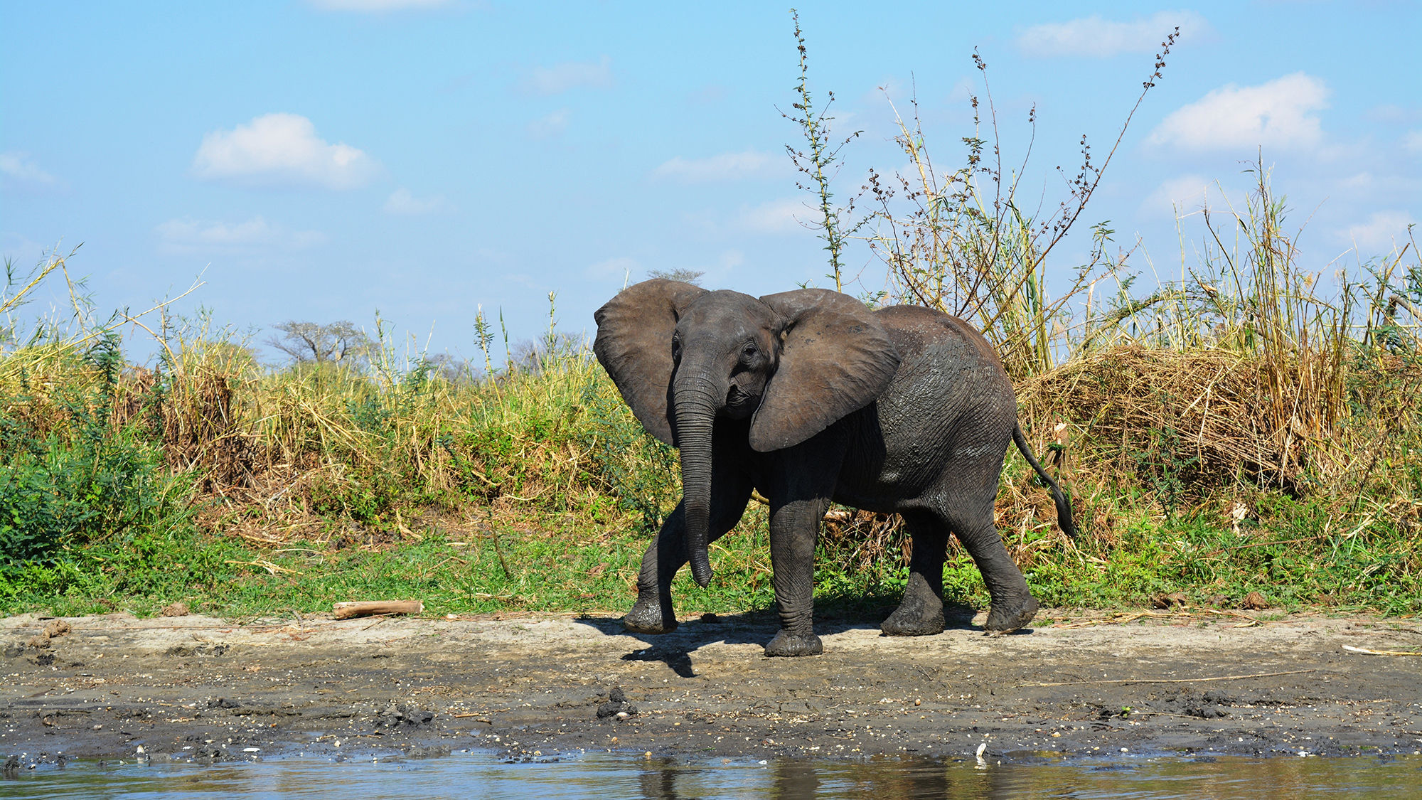 An elephant in Malawi's Liwonde National Park.