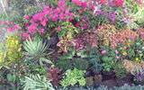 Catarina is well known for its plentiful nurseries.