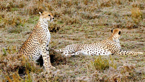 Cheetahs were among the wildlife spotted at the Namiri Plains camp. Cheetahs were among the wildlife spotted at the Namiri Plains camp.