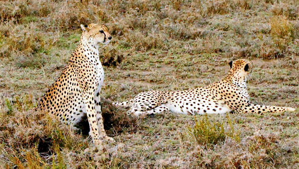 Cheetahs were among the wildlife spotted at the Namiri Plains camp.
