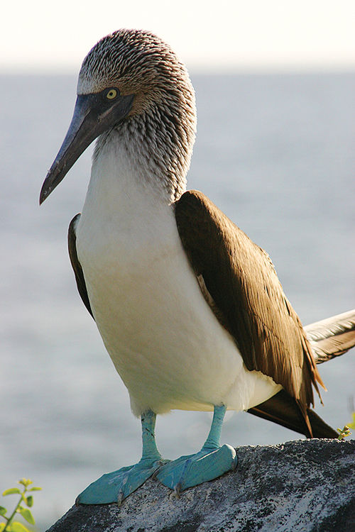 The blue-footed booby, one of the birds that can be seen in the Galapagos.