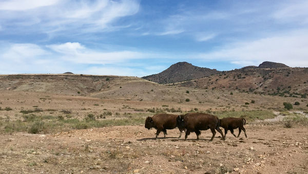 Bison at the nearly 363,000-acre Armendaris Ranch in New Mexico.