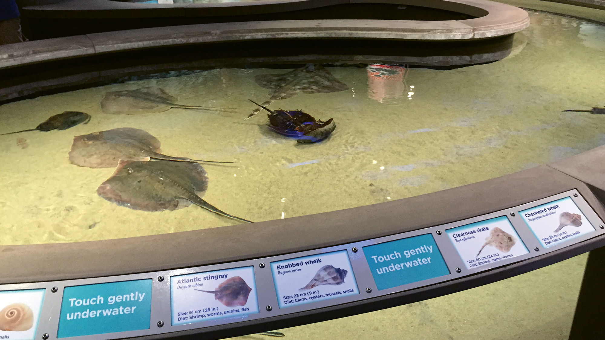 A touch pool at Baltimore's National Aquarium, which is currently offering a two-hour Icky, Creepy, Slimy, Cool Tour.