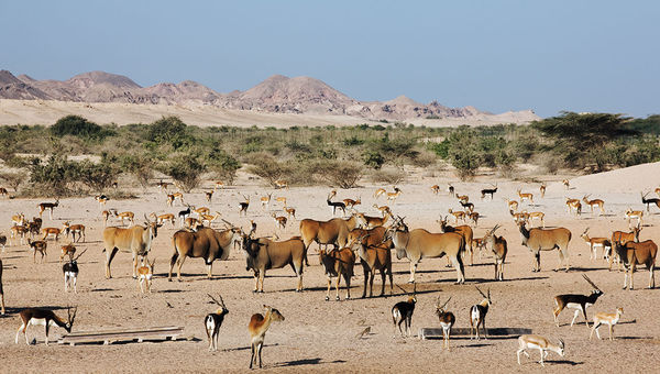 A bridge from the beach oasis to the main island of Sir Bani Yas will provide access to a nature reserve with dozens of indigenous species. A bridge from the beach oasis to the main island of Sir Bani Yas will provide access to a nature reserve with dozens of indigenous species.