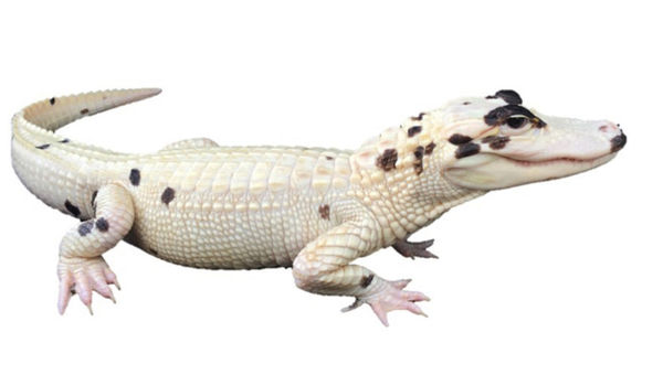 Snowball, an ultrarare leucistic alligator.