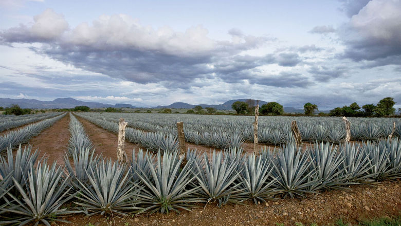 The blue agave fields in Tequila that produce the eponymous beverage.
