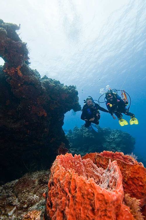 Diving in Cozumel Reefs National Marine Park. Diving in Cozumel Reefs National Marine Park.
