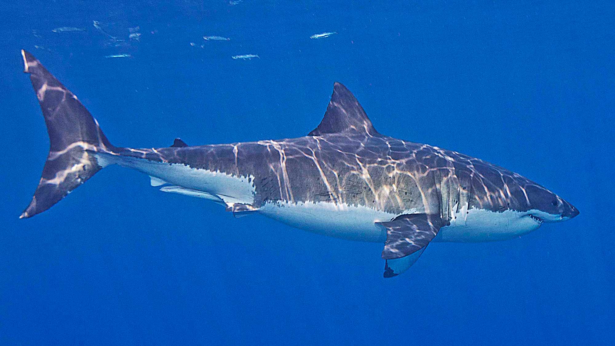 For the ultimate thrill, try Great White Cage Shark Diving off Isla Guadalupe.