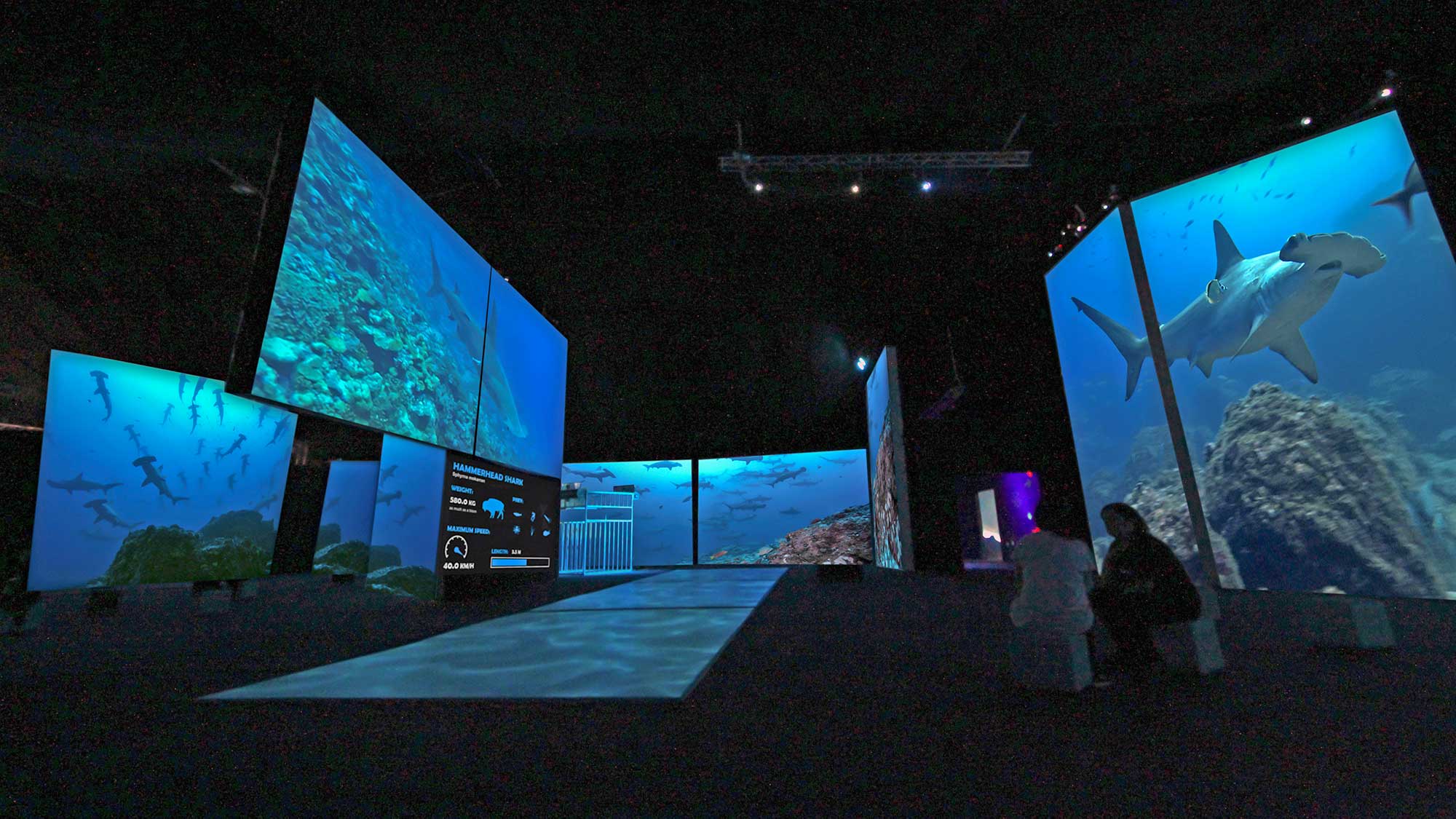 In the Bishop Museum's "Planet Shark: Predator or Prey" exhibit, a series of floor-to-ceiling video screens showcase different sharks.