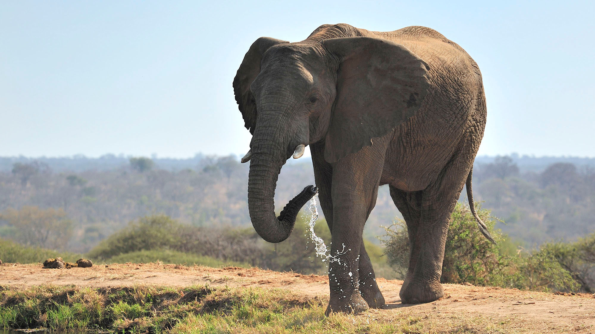 Though elephant-back rides will be phased out, the company will still offer opportunities for guests to interact with the animals.
