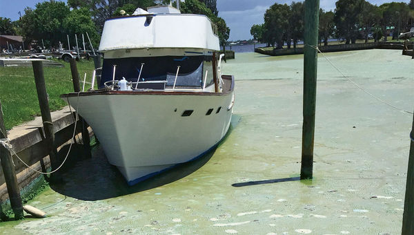 The algae bloom gives the water at Outboards Only marina in Stuart the appearance of crusted mud.