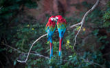 A pair of macaws in Bonito's Buraco das Araras (Macaw's Hole).