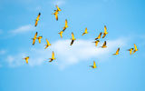 Birds in Bonito's Buraco das Araras (Macaw's Hole).