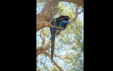 Blue macaws near the San Joao Lodge in the Pantanal.