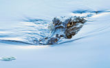 A caiman lurks in the waters of Pantanal, one of 52 varieties of reptiles in the region.