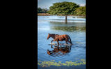 A horse near the San Joao Lodge in the Pantanal.