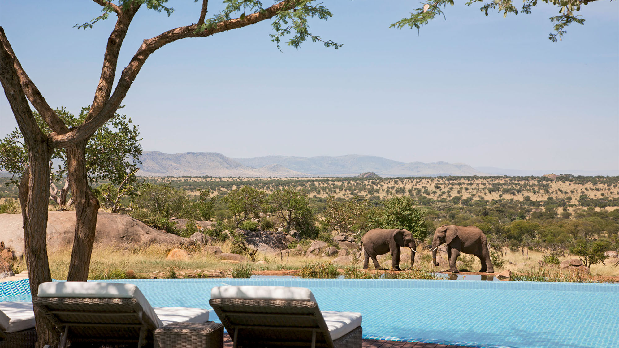 Elephants drink at a watering hole adjacent to the resort’s main infinity pool.