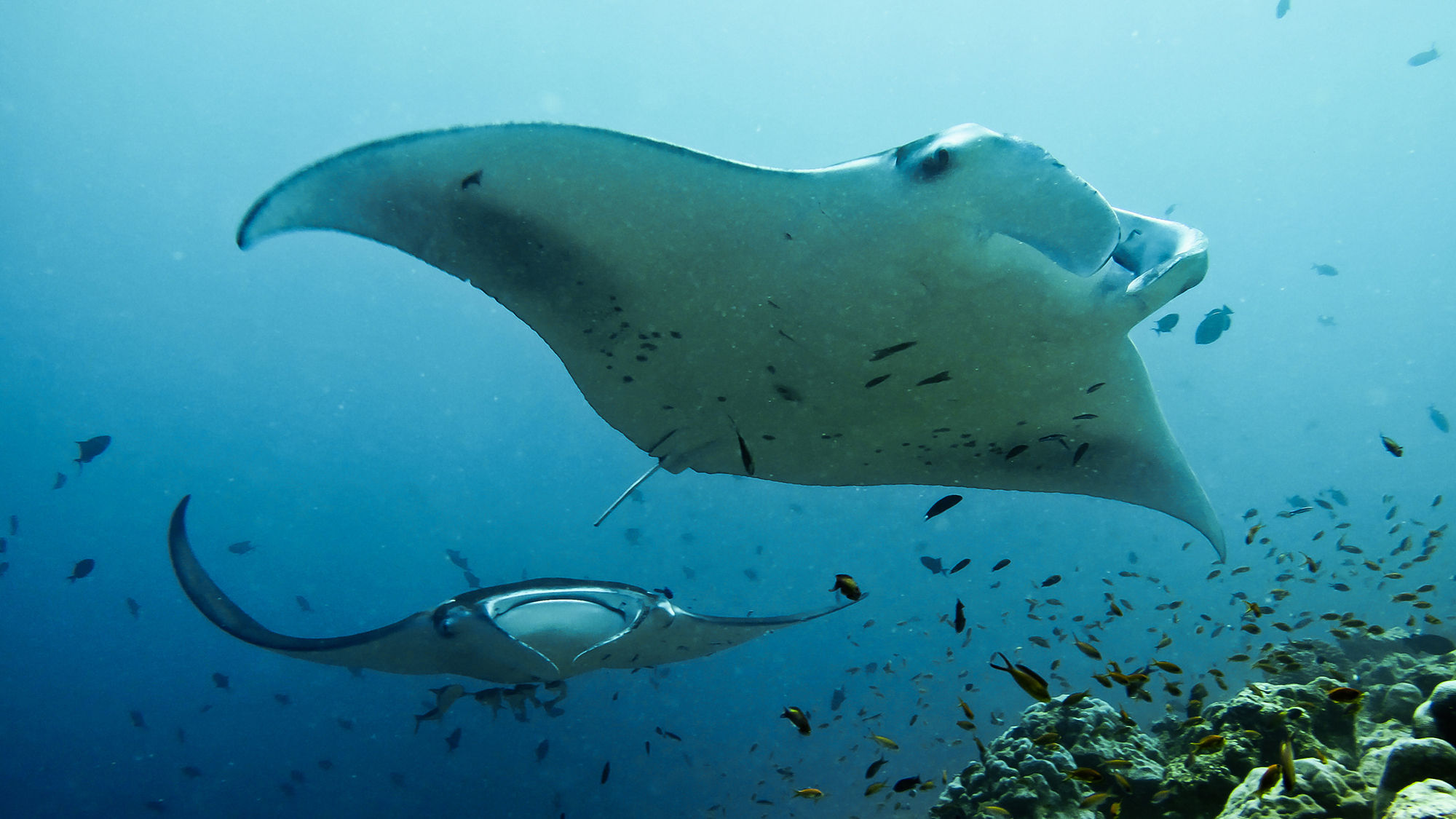 The Four Seasons Resort Maldives is partnering with the Manta Trust to offer manta-focused programs in September.