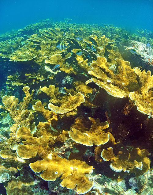 Horseshoe Reef in John Pennekamp Coral Reef State Park off Key Largo. Horseshoe Reef in John Pennekamp Coral Reef State Park off Key Largo.