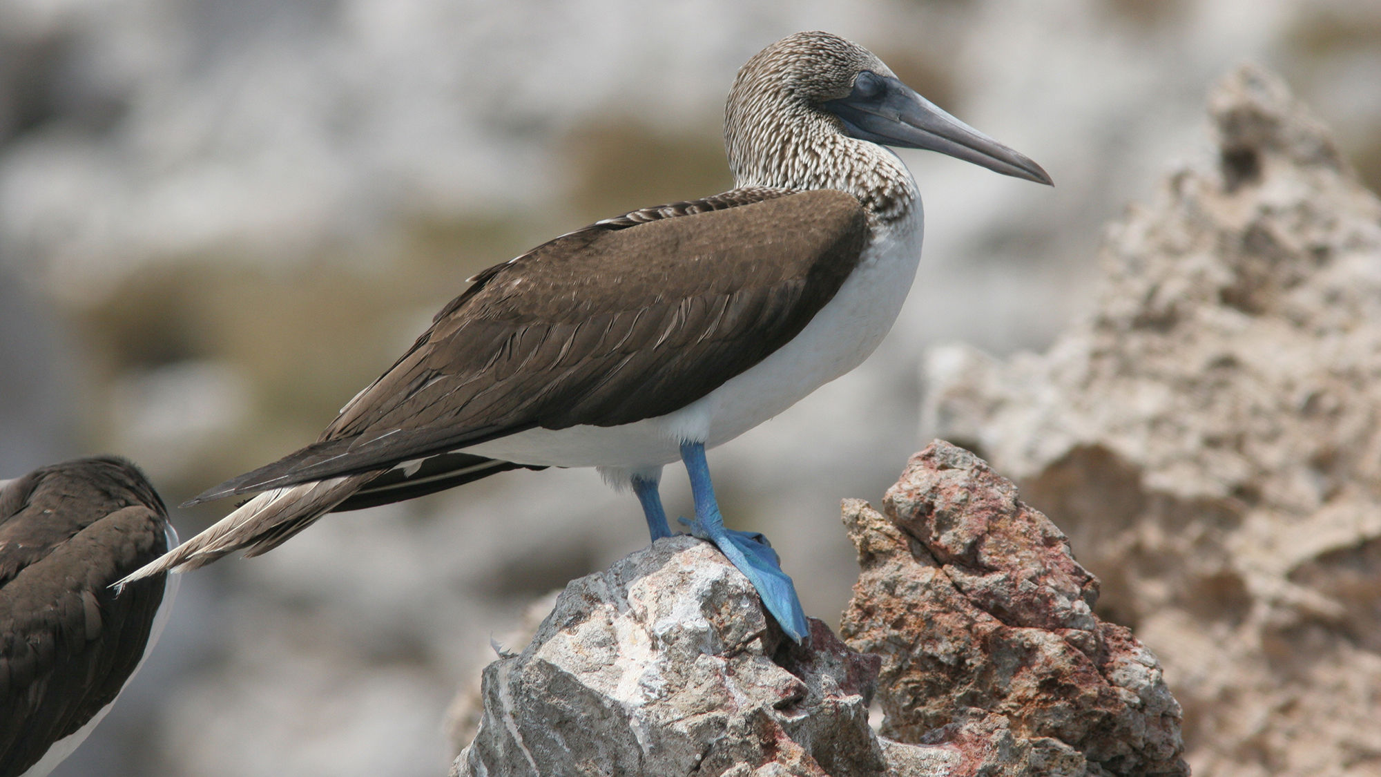 The Islas Marietas are home to thousands of birds, including the blue-footed booby.