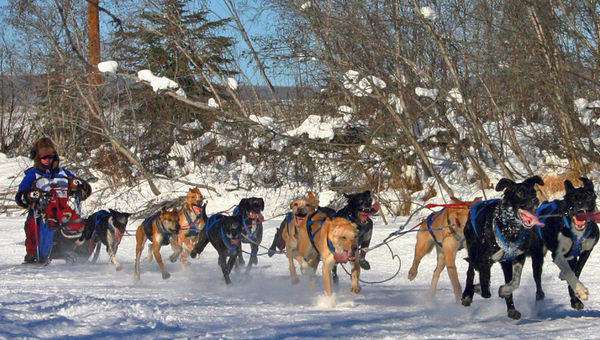 Fairbanks is home to some of the biggest names in the dog mushing world. Pictured, a team from the 2007 Open North American Sled Dog Race.