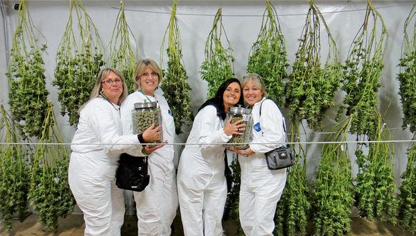 Guests on Kush Tourism marijuana excursions get up close with the product and see how it is grown and processed. Guests on Kush Tourism marijuana excursions get up close with the product and see how it is grown and processed.