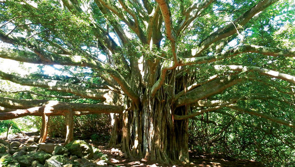 This banyan tree, off the Pipiwai Trail, is a great spot for photo opportunities in Haleakala National Park. This banyan tree, off the Pipiwai Trail, is a great spot for photo opportunities in Haleakala National Park.