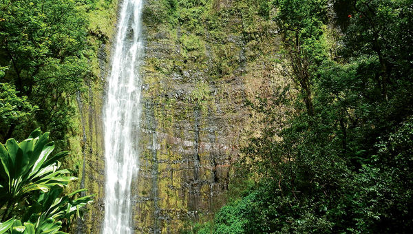 Waimoku Falls is off the Pipiwai Trail in Maui’s Haleakala National Park. It is 400 feet high. Waimoku Falls is off the Pipiwai Trail in Maui’s Haleakala National Park. It is 400 feet high.