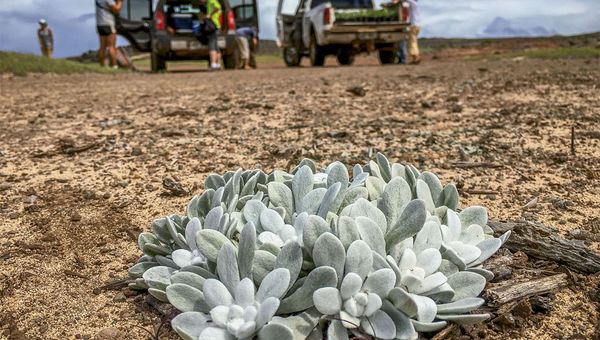 Volunteers come to the Molokai Preserve to help plant native flora. Pictured is the endangered 'ena 'ena. Volunteers come to the Molokai Preserve to help plant native flora. Pictured is the endangered 'ena 'ena.