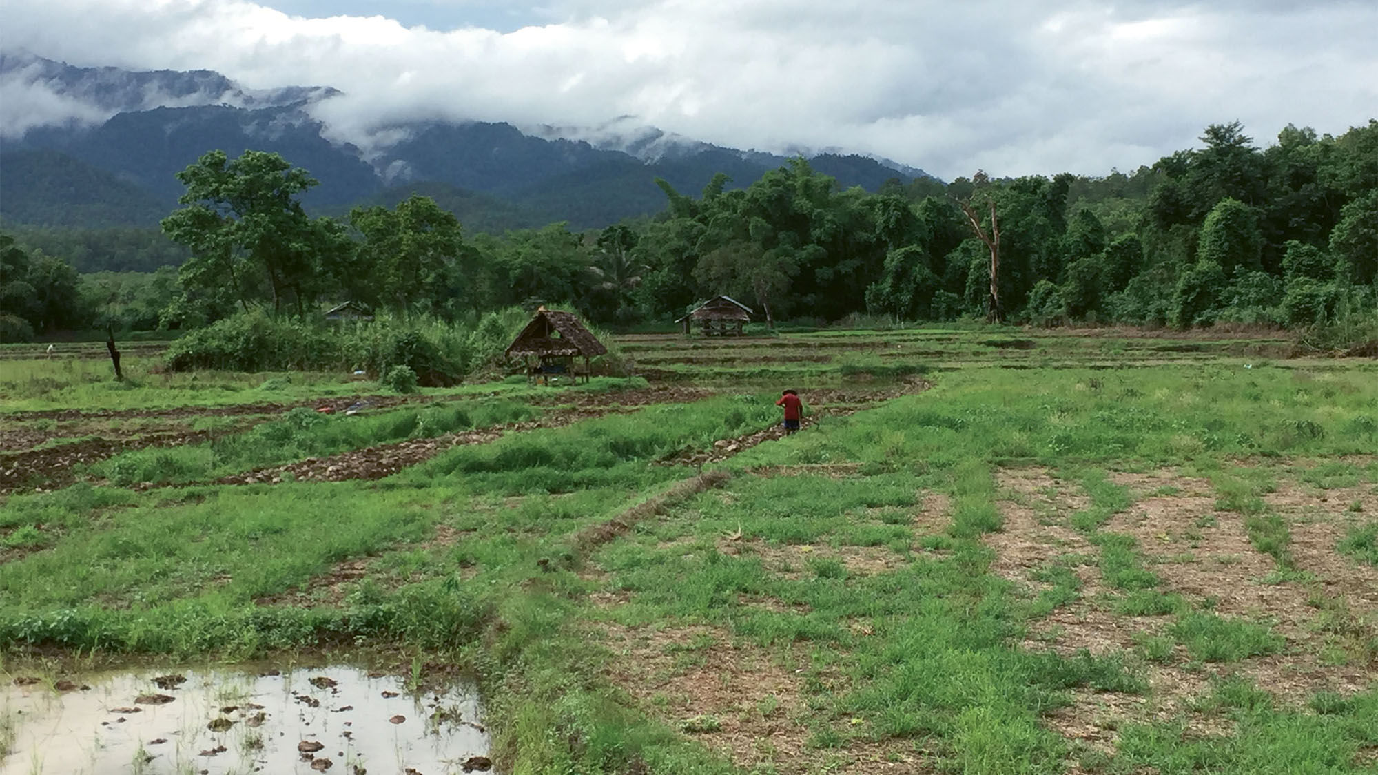 A farmer tends to his rice fields in Mae Hong Son province.
