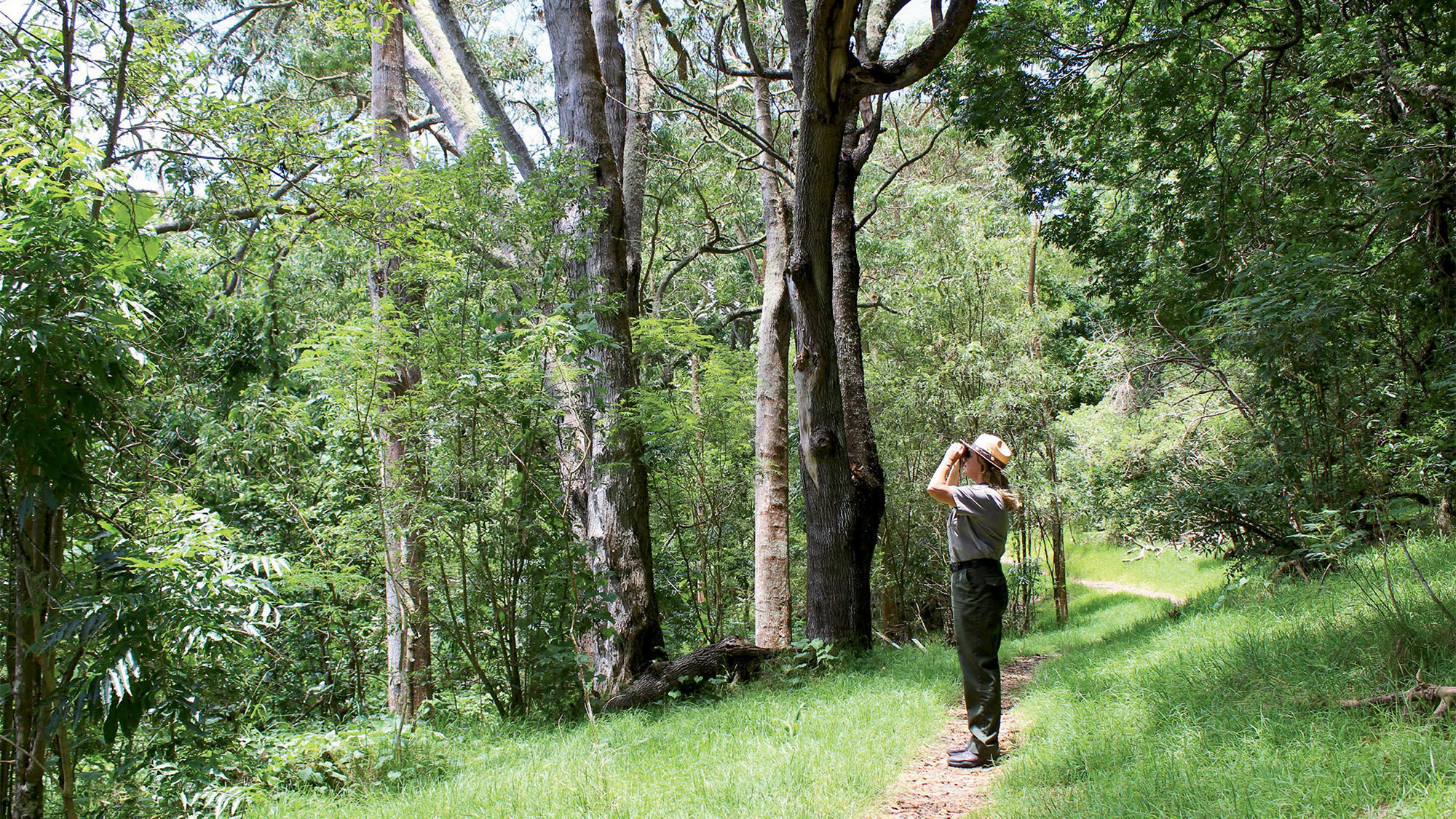 A ranger goes bird-watching on the Kipukapuaulu trail at Hawaii Volcanoes National Park. Native Hawaiian birds such as the elapaio, apapane and amakihi dwell in the trees near the trail.