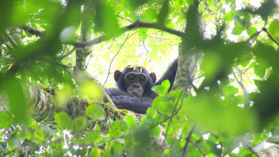 Guests have the chance to join the chimpanzee habituation team to interact with the local trackers and guides.
